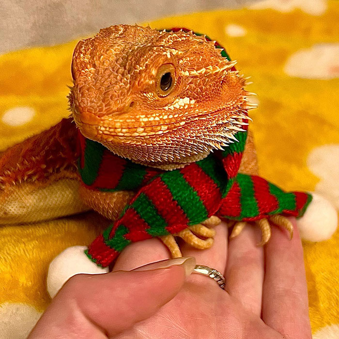 Santa, Please Forgive Me For All The Times I Bit My Mummy This Year