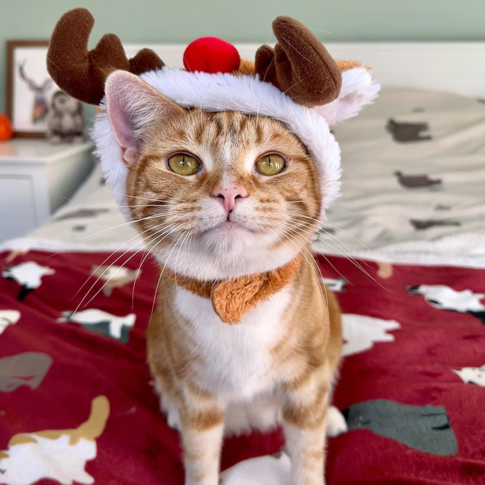 Ready To Help Santa Paws. I Don’t Know About The Naughty/Nice List, But I’m Certainly On The "Trying My Best" List