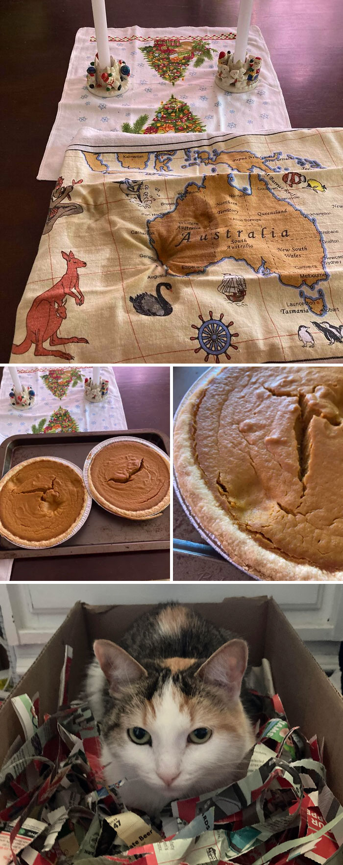 I Made Pumpkin Pie For Christmas. Bonita Felt The Need To Contribute