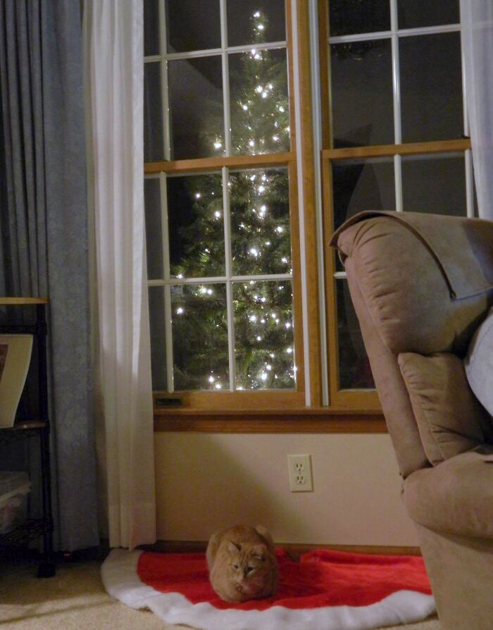 After Matching Wits Numerous Times, There Is Only One More Option To Keep The Cat Out Of The Christmas Tree