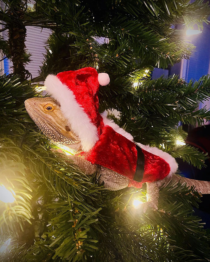 My Bearded Dragon Ready For The Christmas