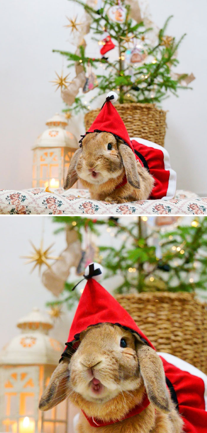 Looking Happy ⁡And Eating Dried Apples While Waiting For Christmas