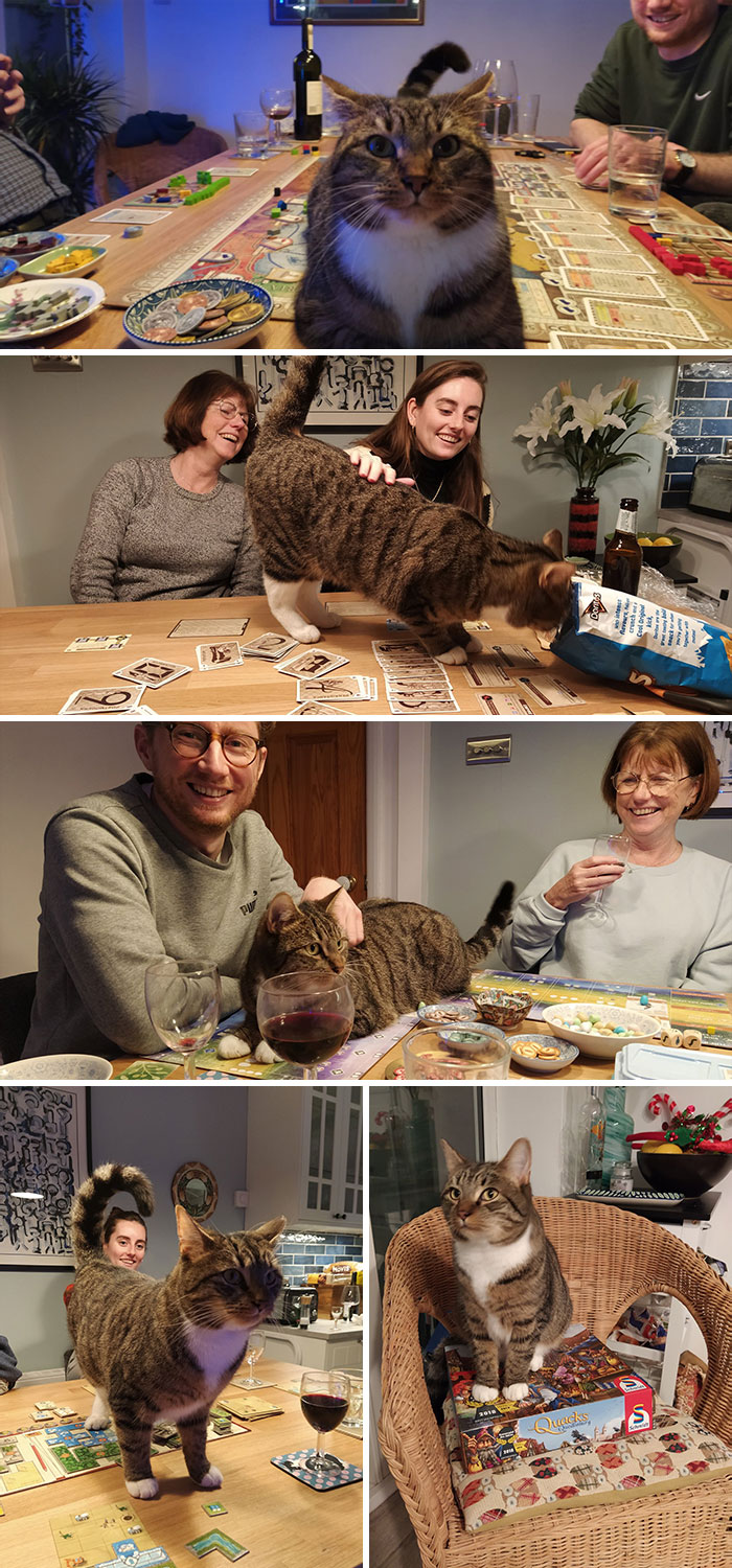 My Parents' Cat Interrupted Board Games Over Christmas. He Just Likes To Be Involved
