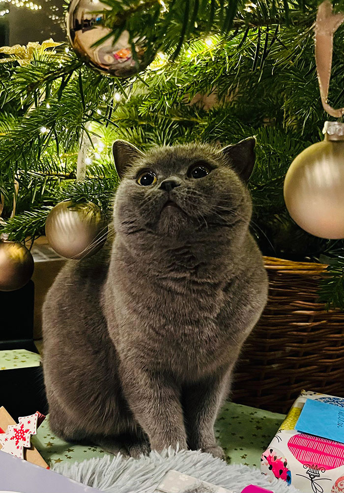 This Will Forever Be My Favorite Picture Of Her. She Loves Christmas