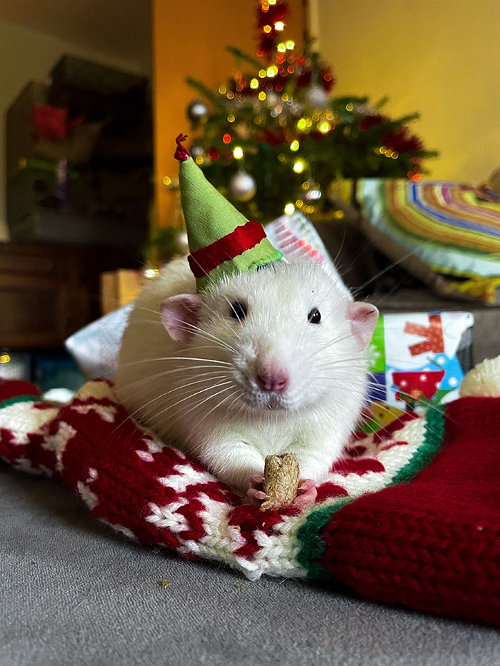Huxley Is Santa’s Best Helper