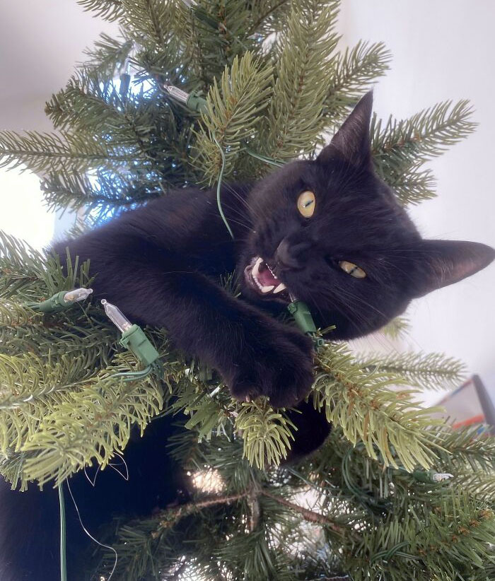 My Cat Has Declared A War On Christmas