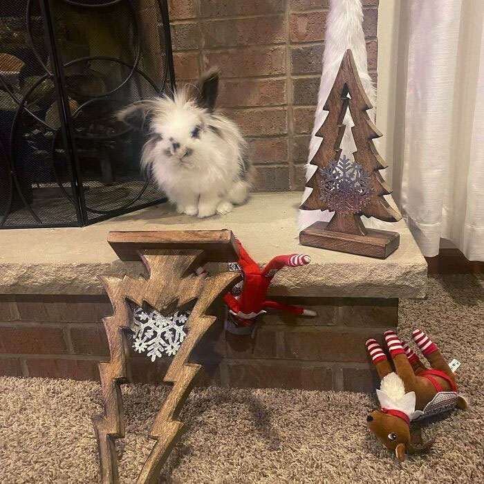 The 12th Day Of Spikemas. Most People Stage Their Elf Shenanigans. Bentley Takes Care Of Him In Our House