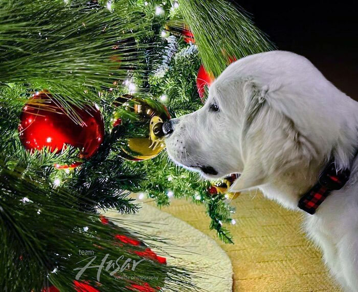 When You Can't Wait For Christmas To Arrive