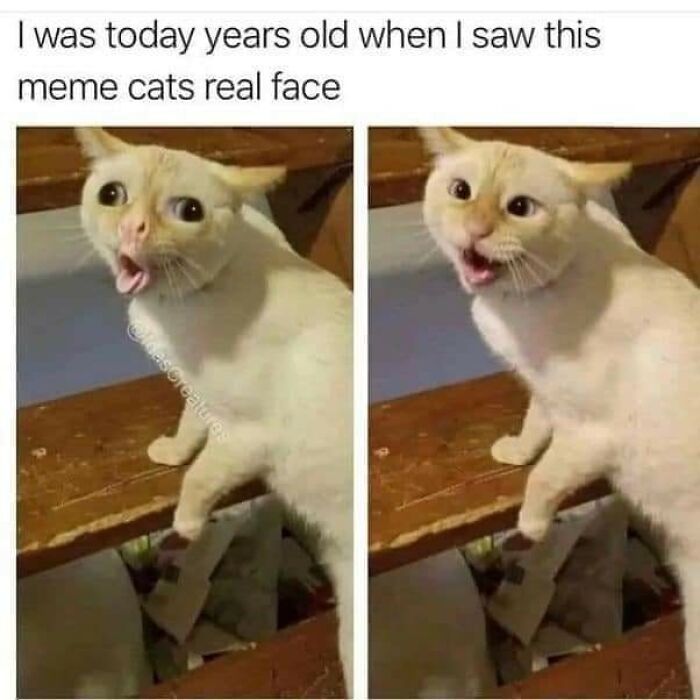 Funny-Nerdy-Geek-Memes