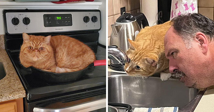 40 Gatos naranjas que parecen compartir una sola neurona entre todos