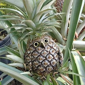 rhodaguirreparras avatar