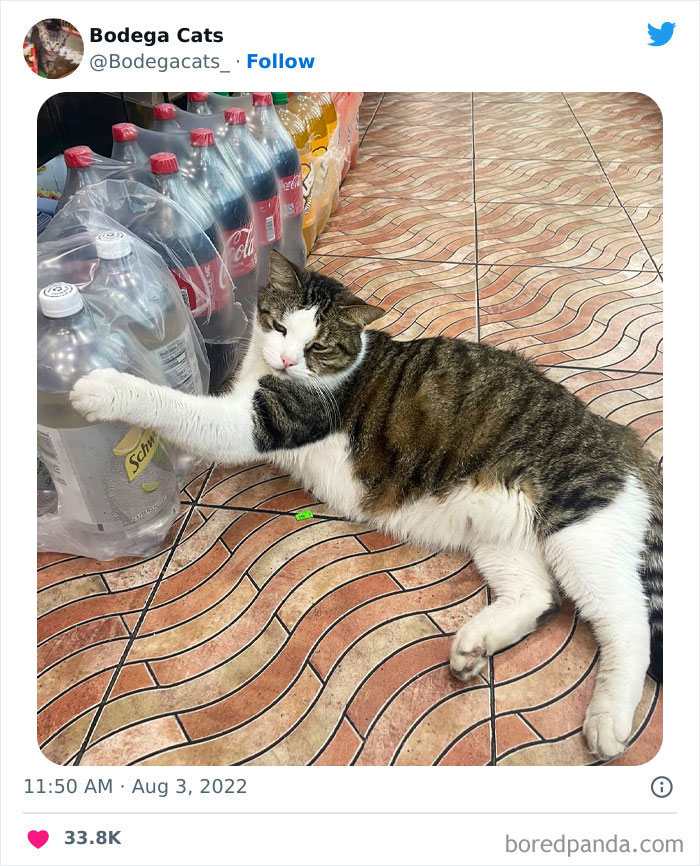 Funny-Shop-Cats-Pictures