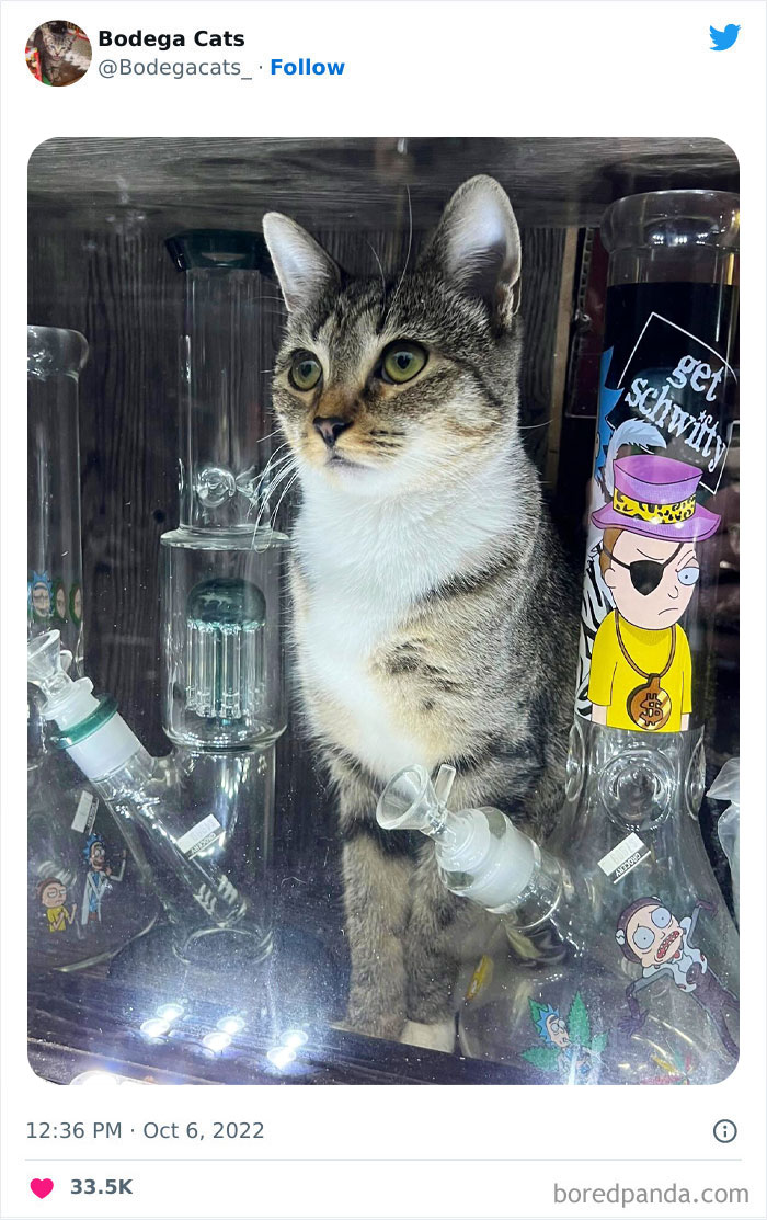 Funny-Shop-Cats-Pictures