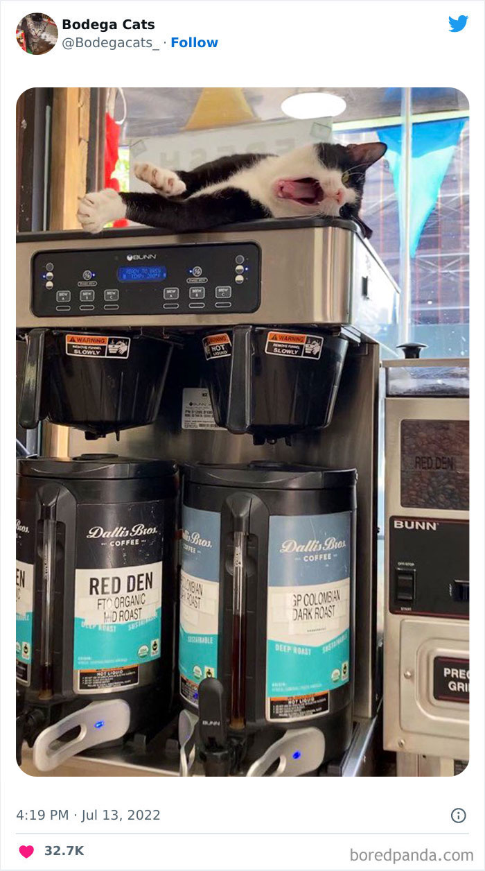 Funny-Shop-Cats-Pictures