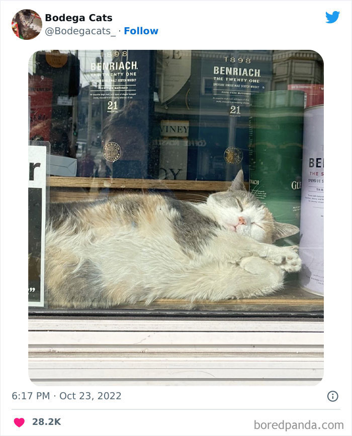 Funny-Shop-Cats-Pictures