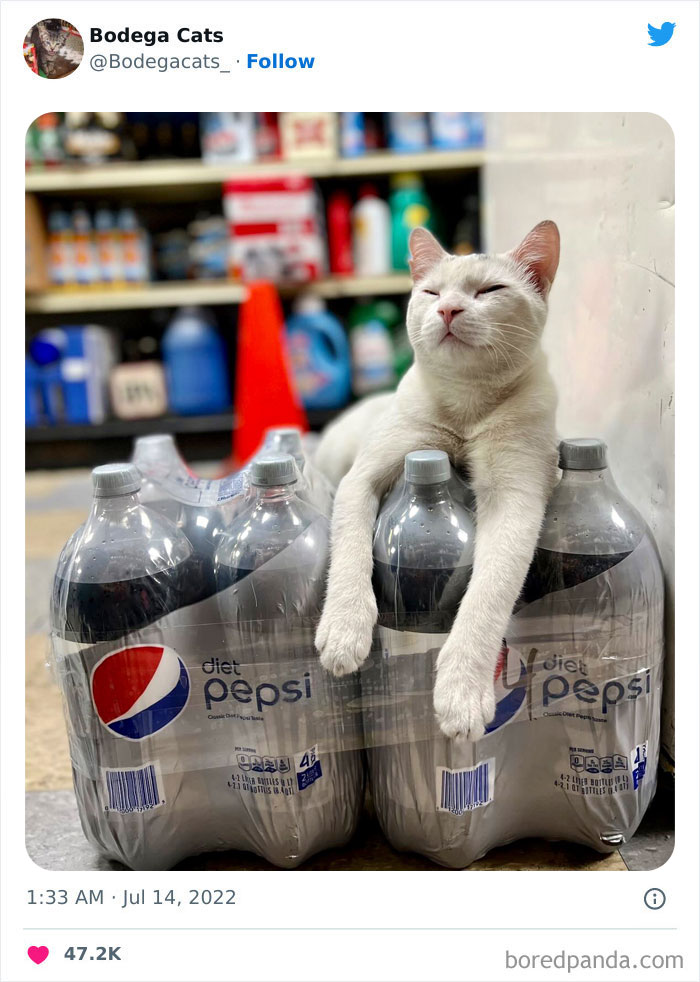 Funny-Shop-Cats-Pictures