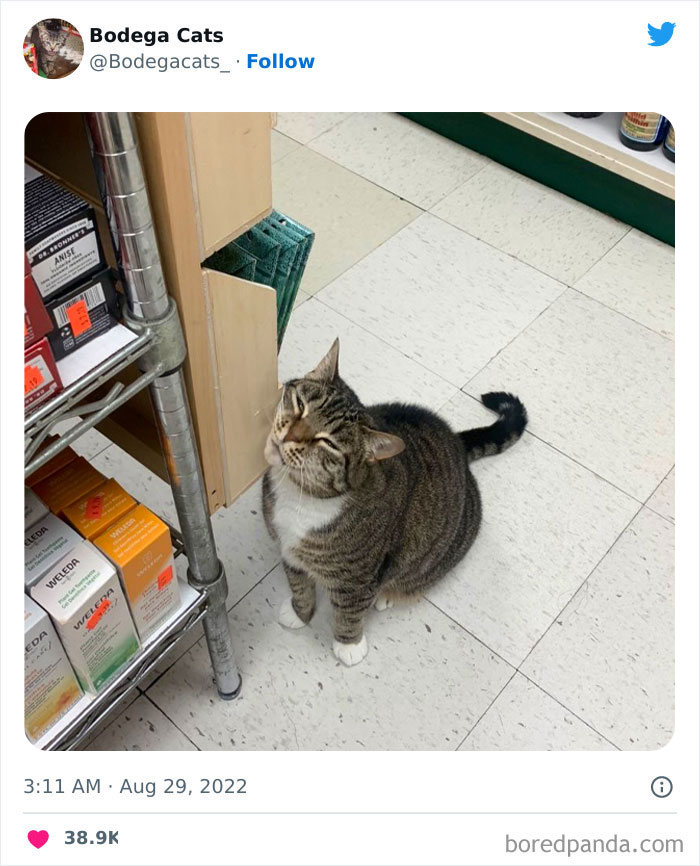 Funny-Shop-Cats-Pictures