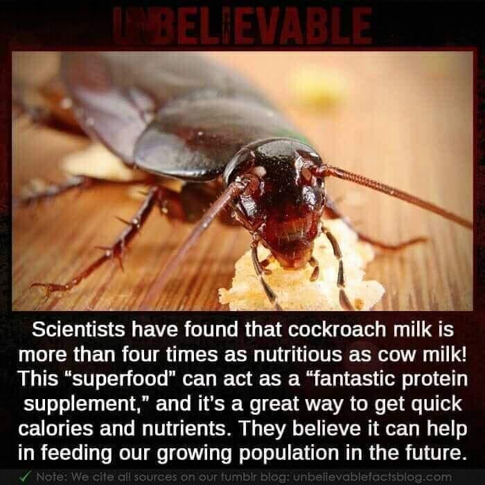 They're Not Pests They're Livestock