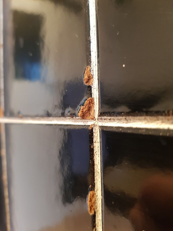 Top Tip: Put Cardboard Tiles In Your Rentoids Bathroom, Then You Can Pinch The Bond Off The Little F**kers Every Time You Evict Them Bwahahahaha