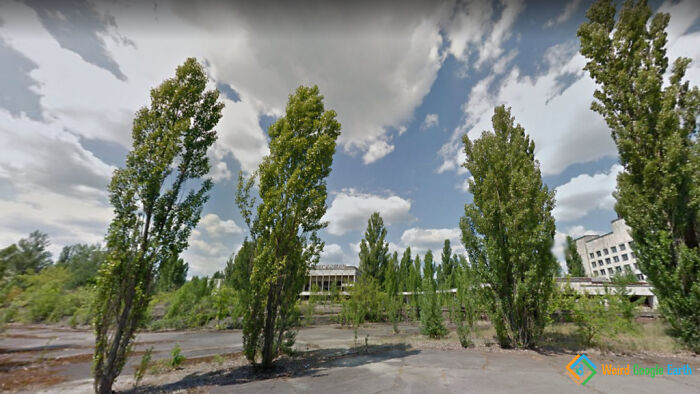 Abandoned urban area with tall trees and c*****d pavement captured in one of the most amusing Google Maps moments.