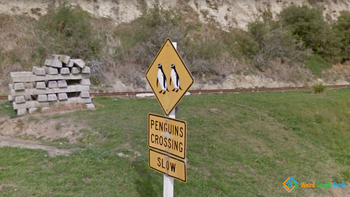 Penguins crossing road sign in grassy area, one of the most amusing and ridiculous moments captured by Google Maps.