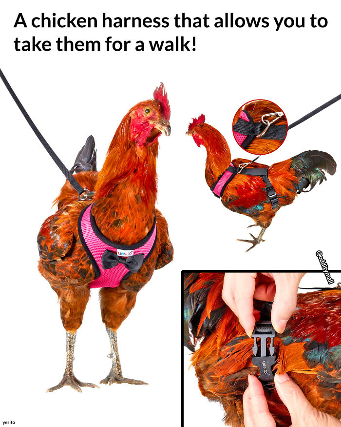 Looks Like I Need A Chicken