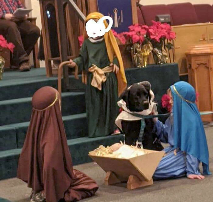 Children in a nativity play with a humorous twist, featuring a dog dressed as a sheep, bringing laughter to Christmas.