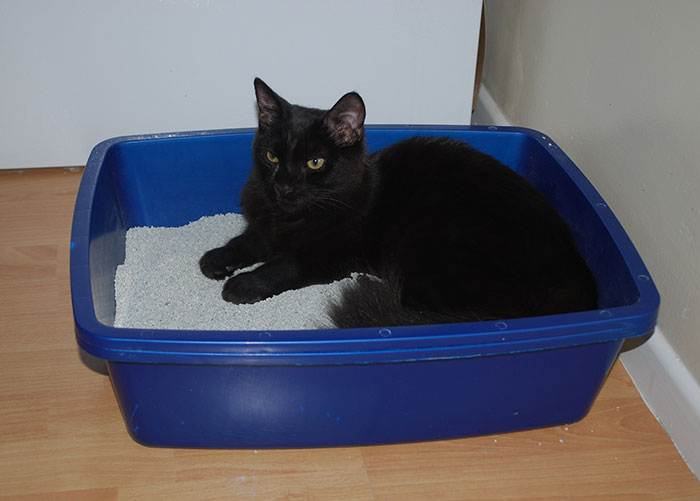 Guy Wonders If He's A Jerk For Refusing To Clean The Litter Box While His Wife Is Pregnant, The Internet Doesn't Hold Back