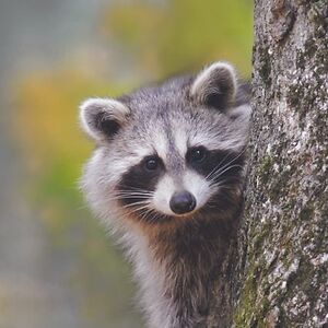 katya-tymoczko avatar