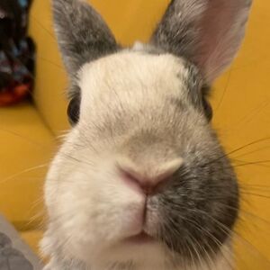 marie_vallier avatar