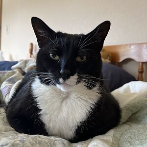 laylakianpour avatar