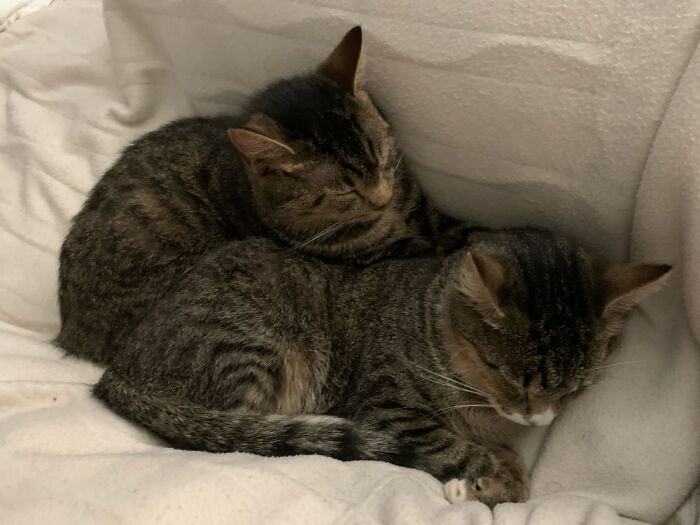 Pete & Pippa In Bed With Me As Usual