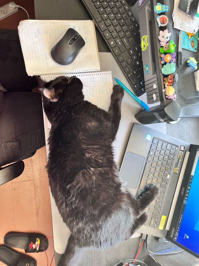 Daily Issue When Working From Home. This Is Guinevere And Is My Shadow