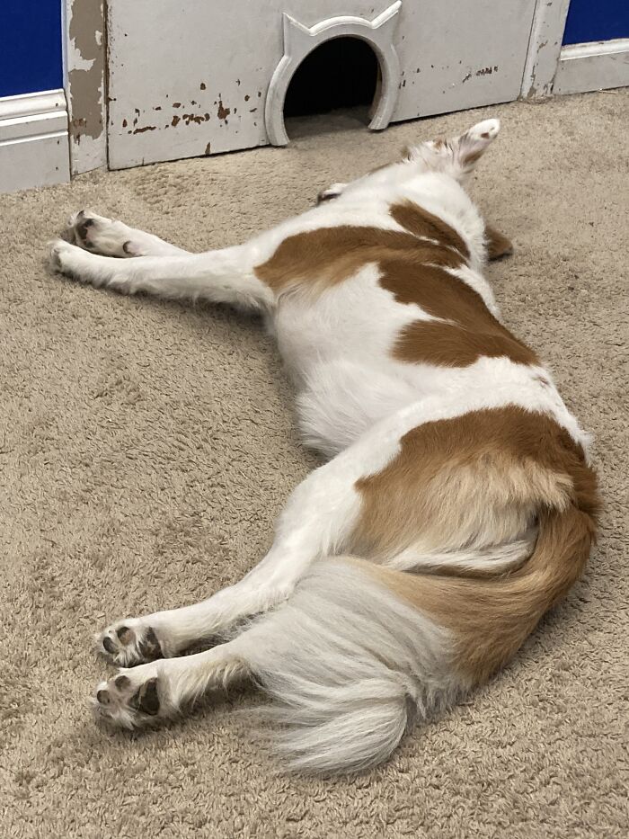 My Dog On A Rainy Day