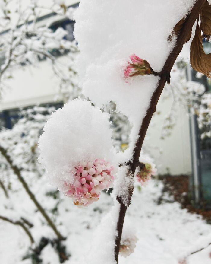 First Snow In Jena, Germany