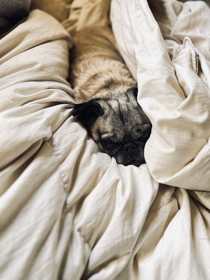 Why Make A Bed When She Can Sneeze On It And Leave Pug Glitter