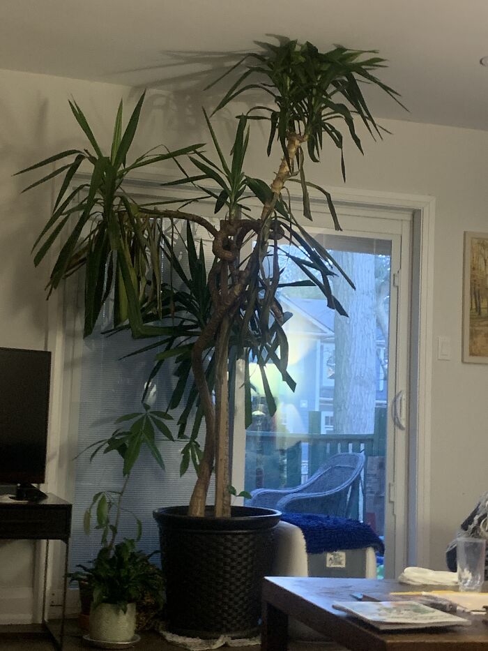 My Grandma (Who I Live With) Said We Gotta Make Due With This Tree This Year!