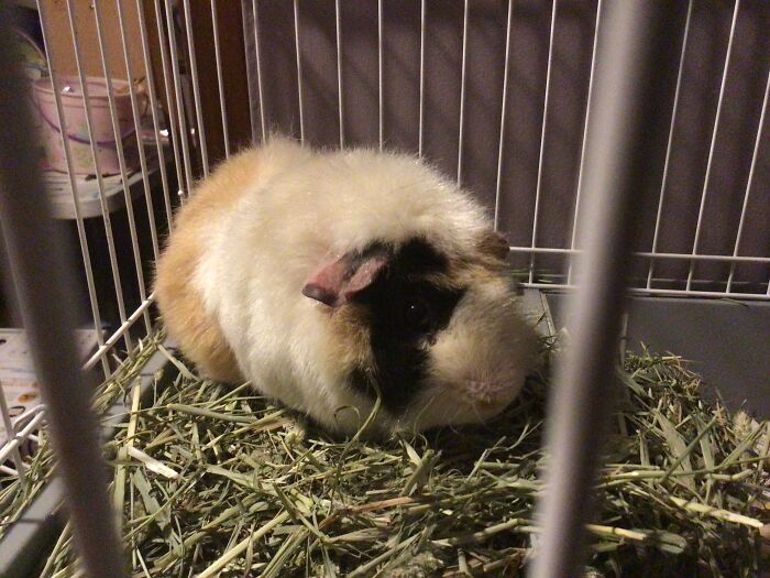 She Eats My Damn Hair