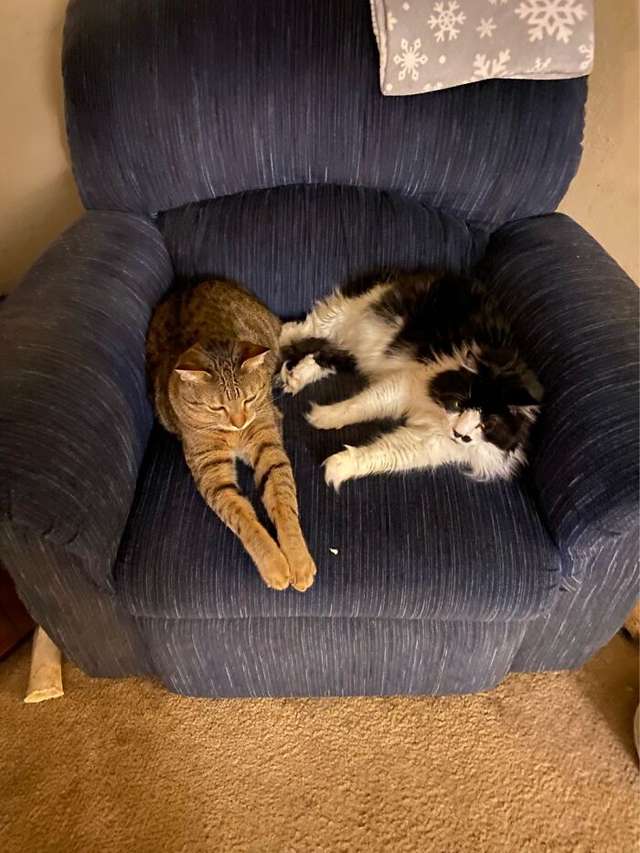 Say Hi To Flynn And Max!