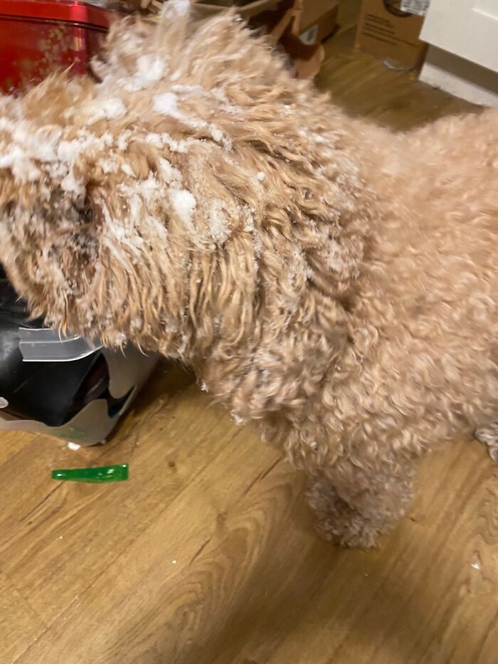 My Snow Doodle Baguette… 8 Months In Heaven