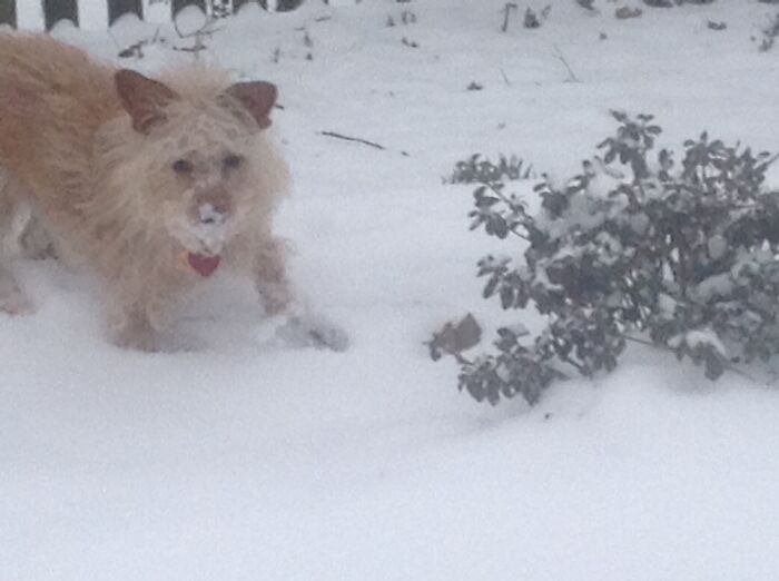 Woodie Investigating The Bolt Holes For Chipmunks In The Snow! He Absolutely Loves The Snow!