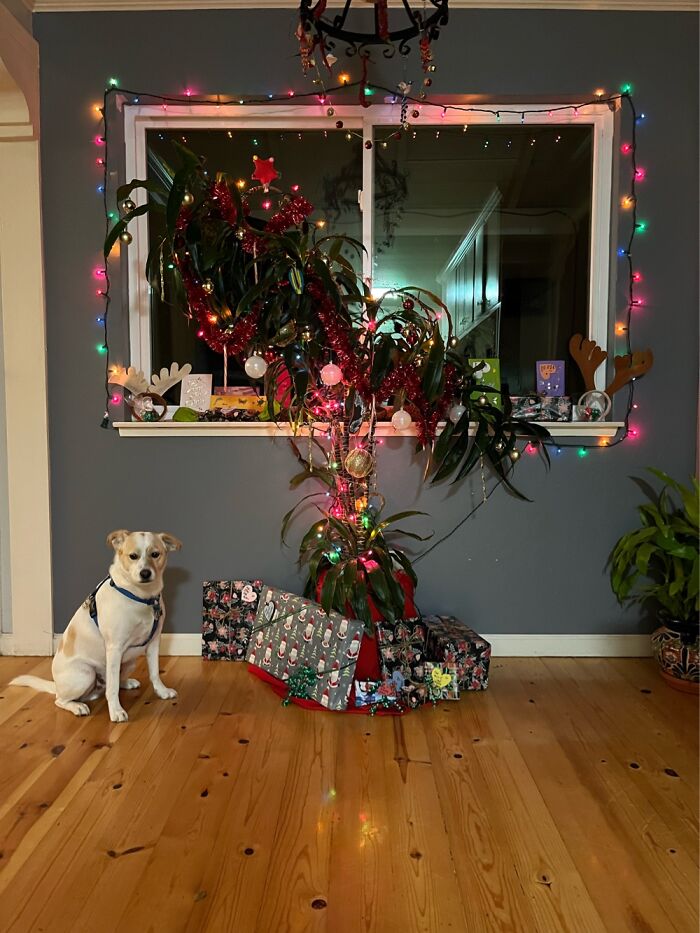 Christmas Houseplant