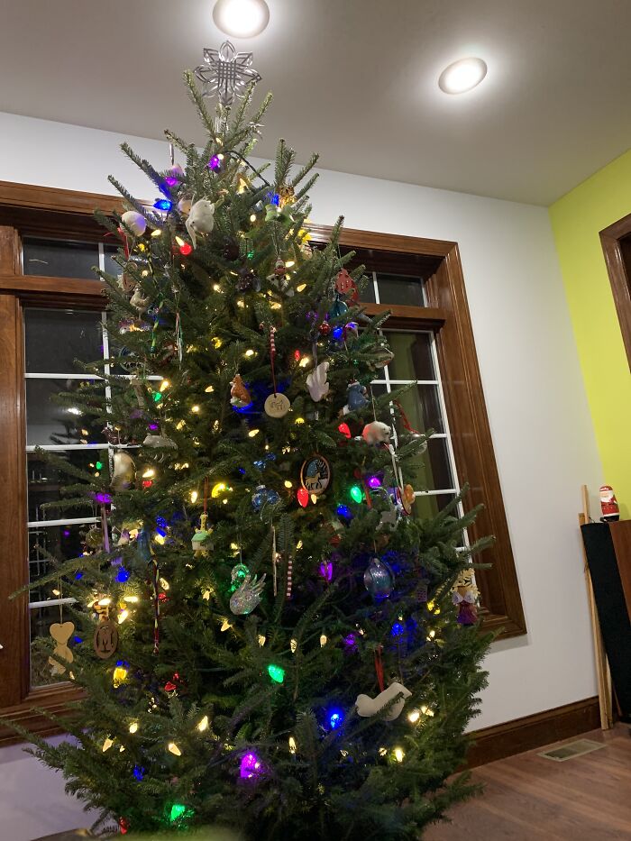 Nothing On The Bottom Branches Because We Have A Kitten