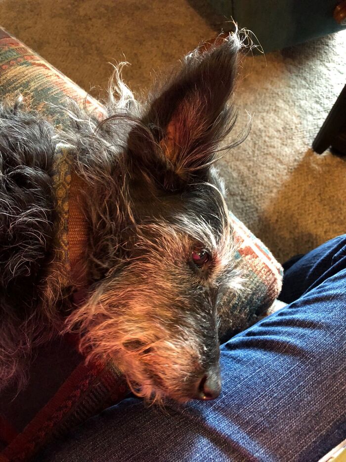 This Is Goose, One Of Our Farm Dogs