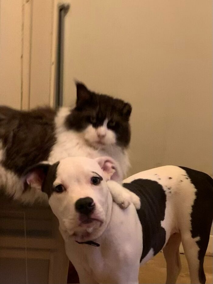 Oak ( Mc, 1 Of My 5 Cats ) And Charlie ( Pitbull )