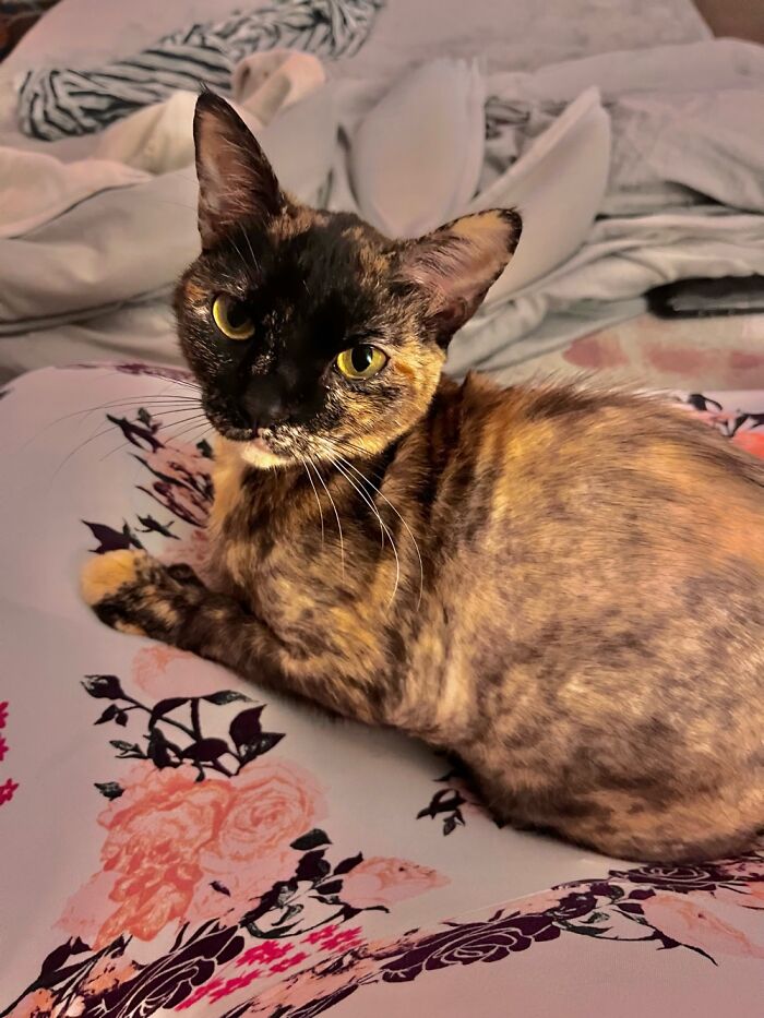 My Baby Ari. She Passed Away Earlier This Year Before She Turned 2. I Miss Her Everyday, But I