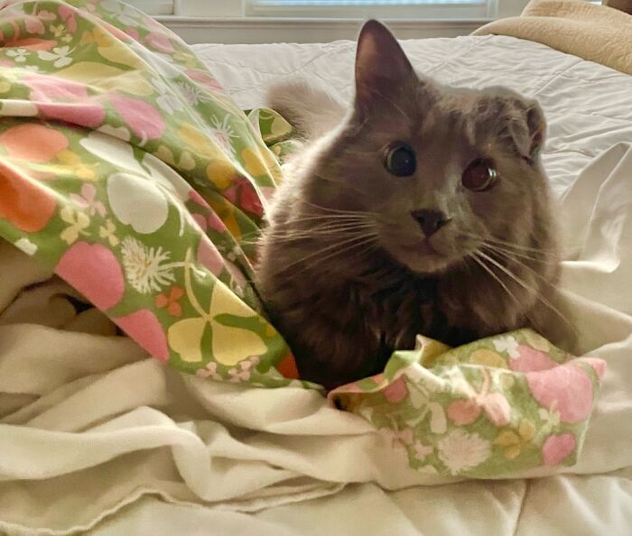 Bosco With His Little Turned Down Ear (From Surgery.) He’s My Best Companion!