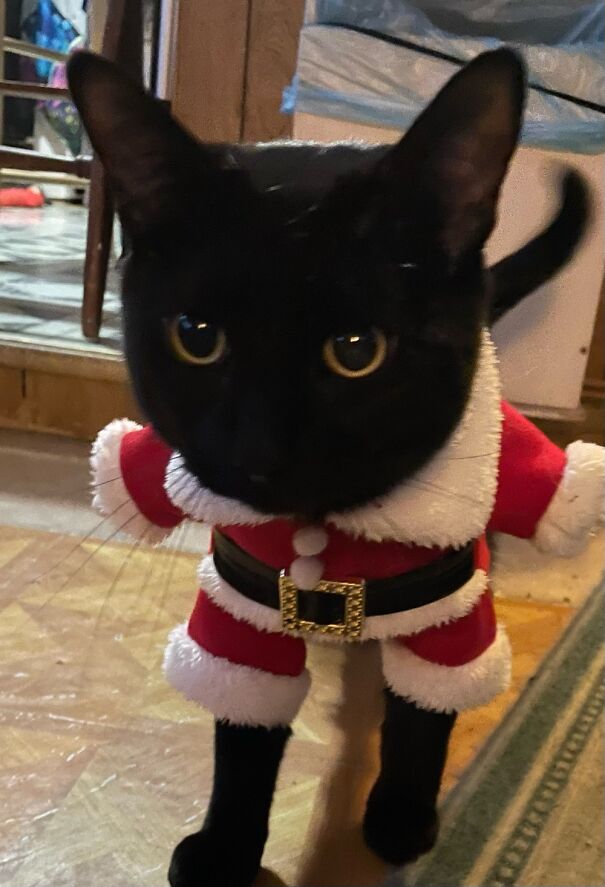 Blue Is Ready For Santa!