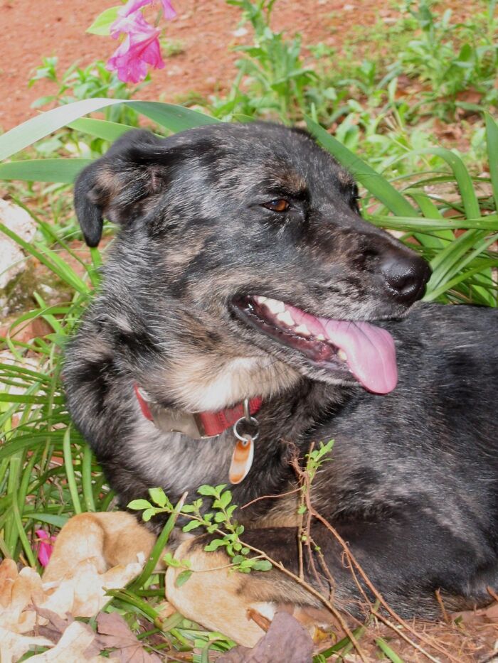Our Catahoula Litter Mates: This Is Gaither