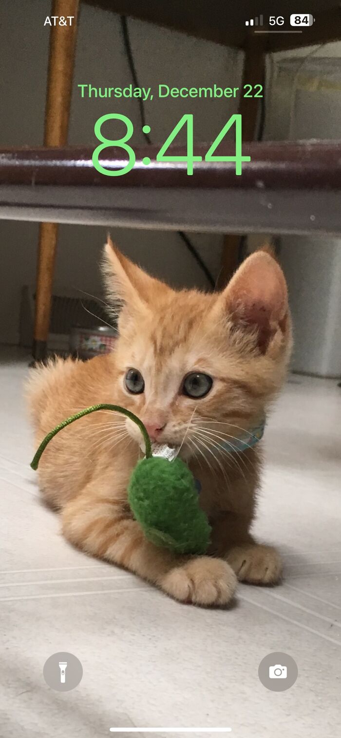 Mango, Has Yet To Figure The Right Way To Catch A Mouse. But This Will Definitely Suffice